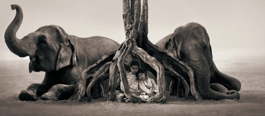 Two children sleeping in the middle of a tree witt two elephants around them