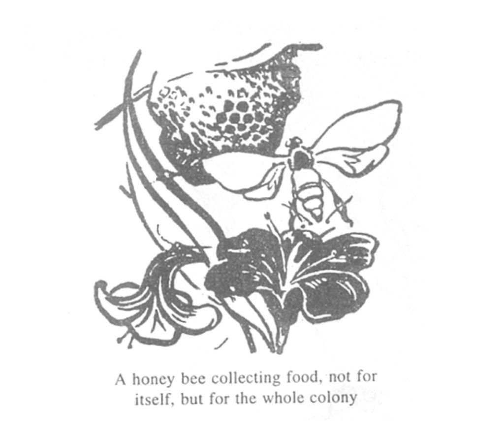Illustration from the book of Economy of permanence, a bee collecting nectar