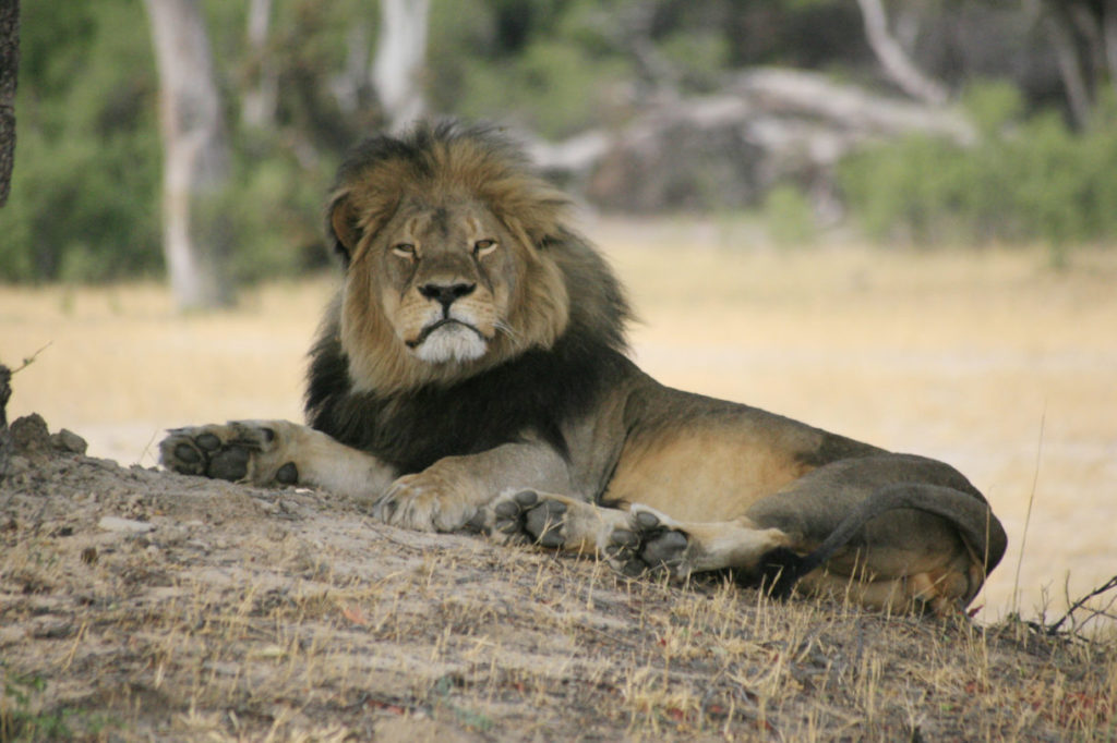 Portrait of an African lion