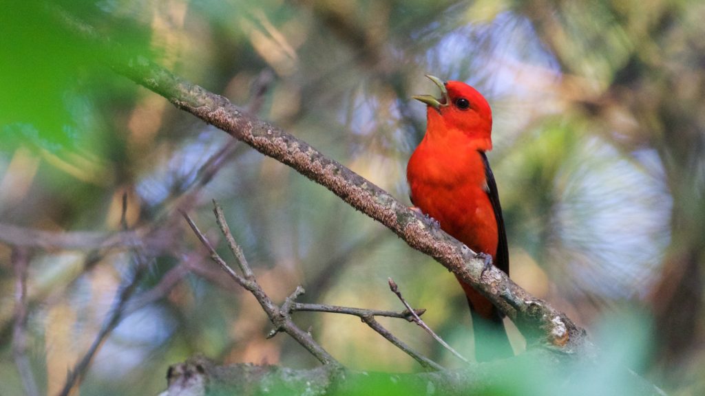 Red bird sitting on a branch
