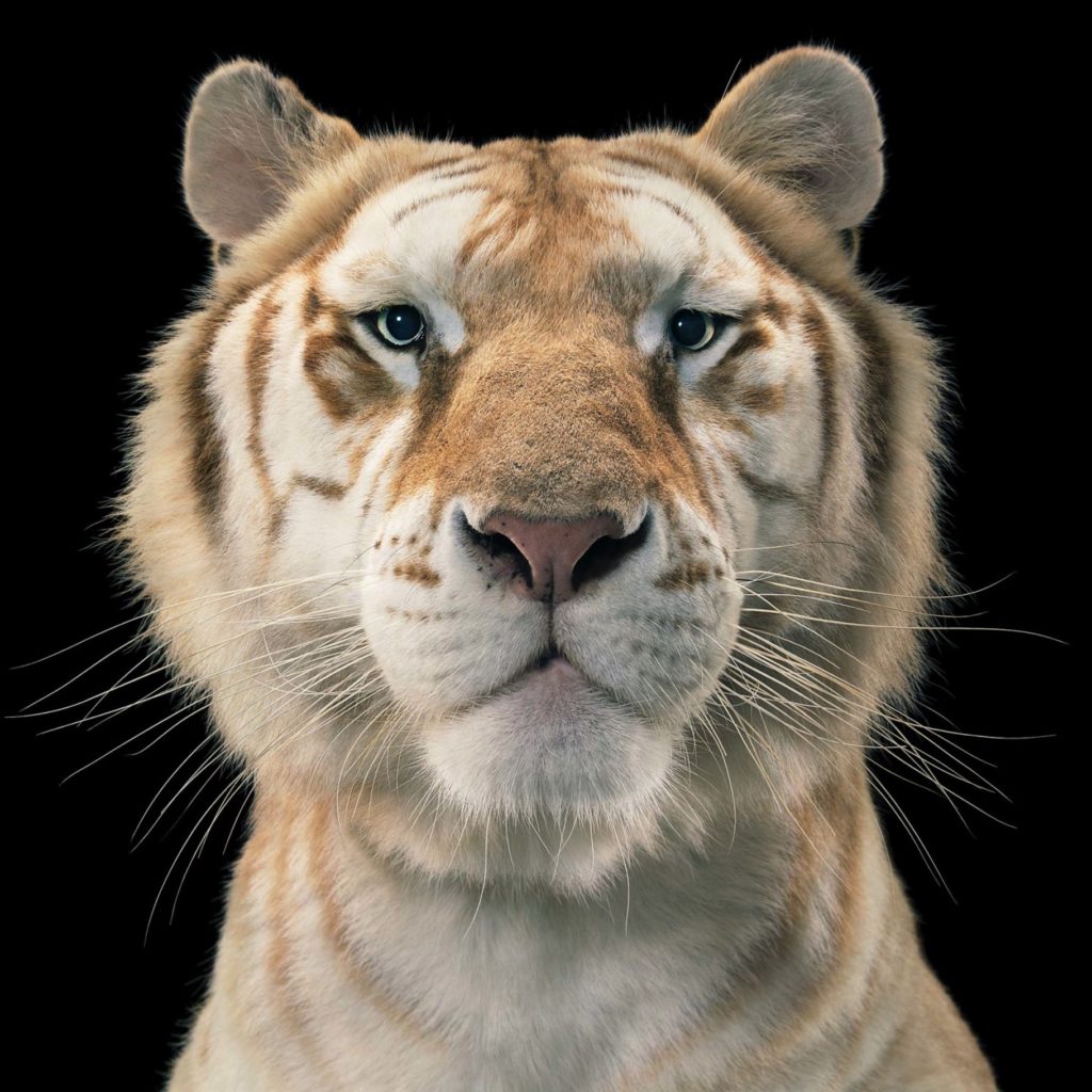Close up tiger portrait